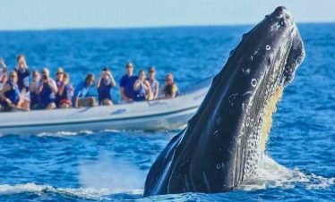 Avistamiento de ballenas en Nuqui yo viajo con parkway agencia de viajes