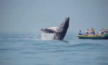 Avistamiento de ballenas en bahía málaga yo viajo con parkway agencia de viajes