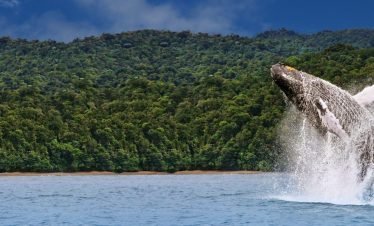 Avistamiento de ballenas en bahía solano yo viajo con parkway agencia de viajes