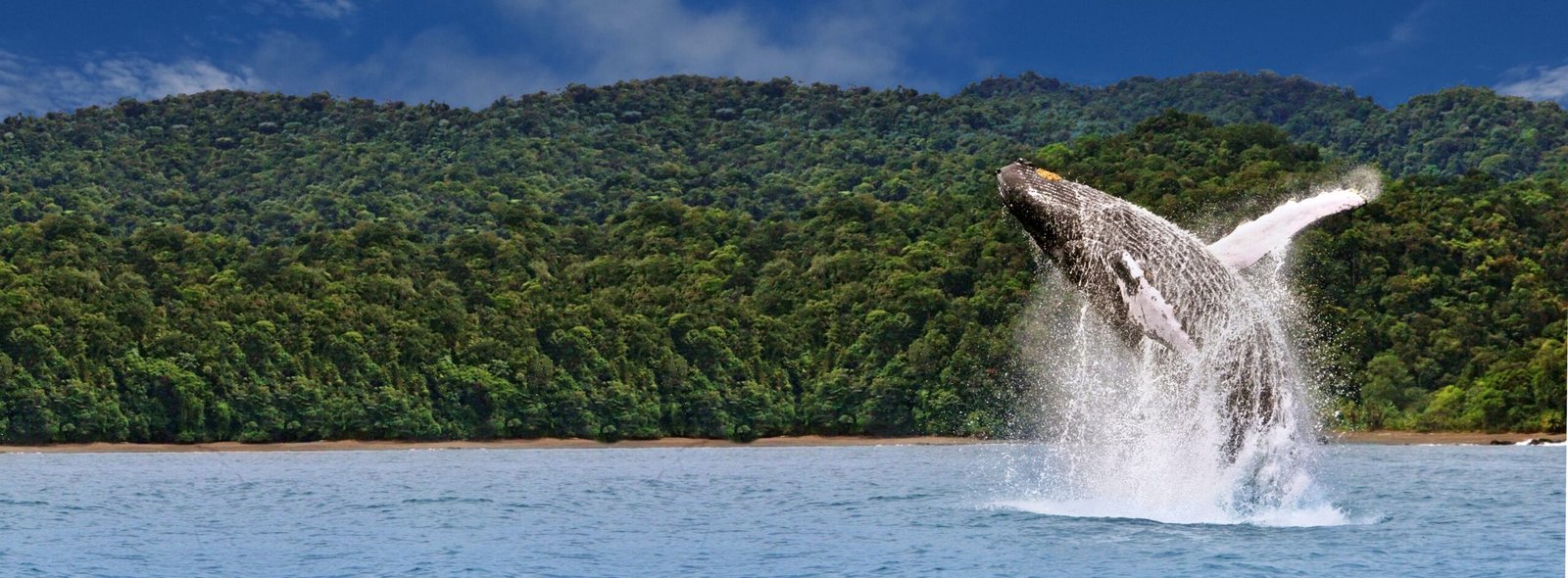 Avistamiento de ballenas en bahía solano yo viajo con parkway agencia de viajes